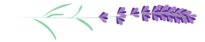 lavanda