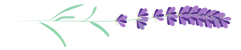 lavanda lavanda